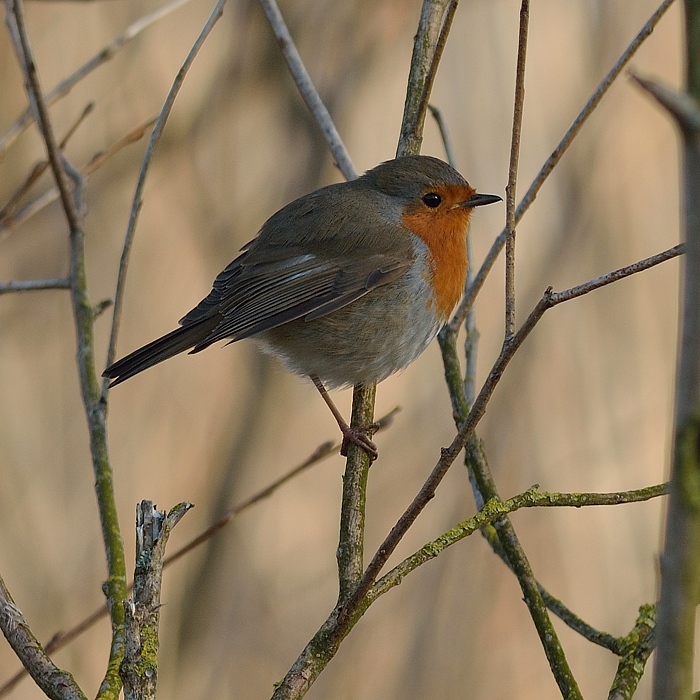 Roodborst